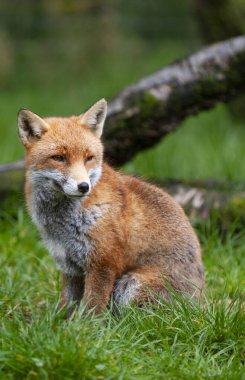 Güzel yetişkin kızıl tilki Vulpes İlkbahar ormanlarında, doğal yaşam ortamında, Vahşi İrlanda 'da