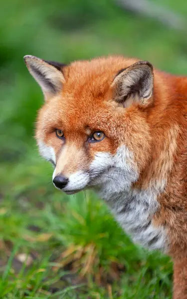 Güzel yetişkin kızıl tilki Vulpes İlkbahar ormanlarında, doğal yaşam ortamında, Vahşi İrlanda 'da