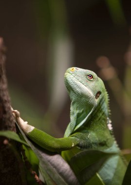 Fiji şeritli iguana (Brachylophus fasciatus)