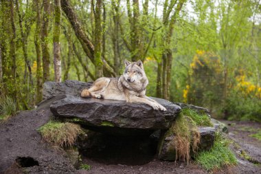 Yetişkin Gri Kurt Lupus bahar ormanlarında doğal yaşam ortamında, Vahşi İrlanda