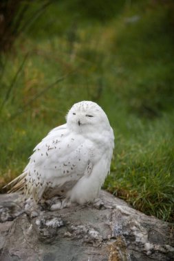 Karlı Beyaz Baykuş (Bubo scandiacus, Nyctea scandiaca)