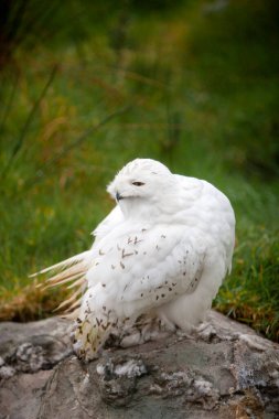 Karlı Beyaz Baykuş (Bubo scandiacus, Nyctea scandiaca)