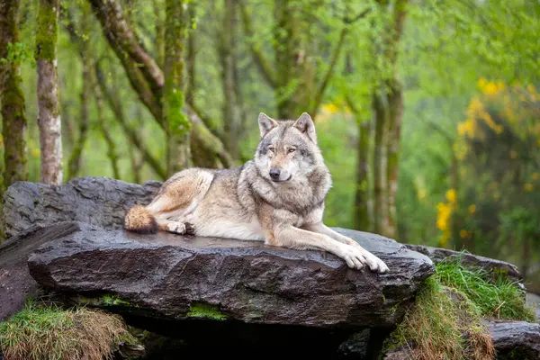 Yetişkin Gri Kurt Lupus bahar ormanlarında doğal yaşam ortamında, Vahşi İrlanda