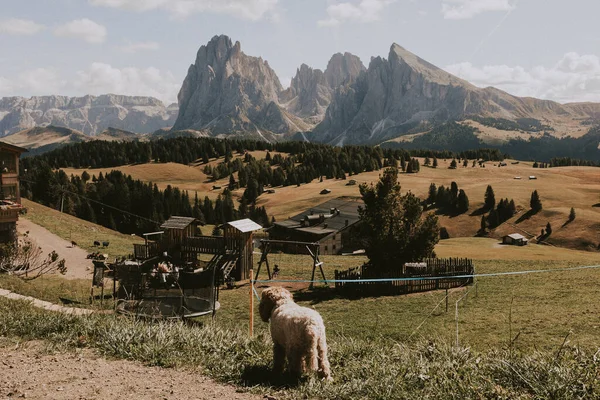 Kayak merkezi Alpe di Siusi, Güney Tyrol, İtalya 'da kakaolu yürüyüş.. 