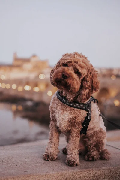 Cockapoo dog travelling in Europe. 
