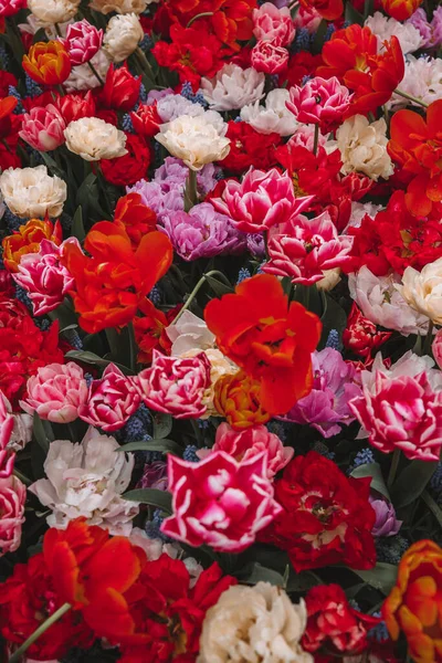 Dark red, white and pink tulips background