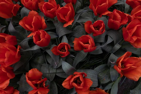 Dark red tulips background from Keukenhof, Holland