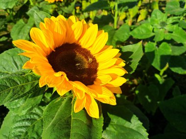 Bees are sunflower hosts, they help pollination, so it helps the bees have a home where they can roost, planting sunflowers is helping one of the most important insects to continue to exist