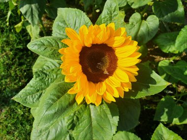 Bees are sunflower hosts, they help pollination, so it helps the bees have a home where they can roost, planting sunflowers is helping one of the most important insects to continue to exist