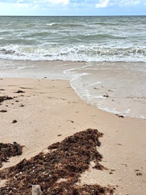 Sargassum on the shore of the beach, a type of seaweed in the Caribbean, a serious environmental problem in Mexico, a kind of algae epidemic out of control that kills turtles and fish