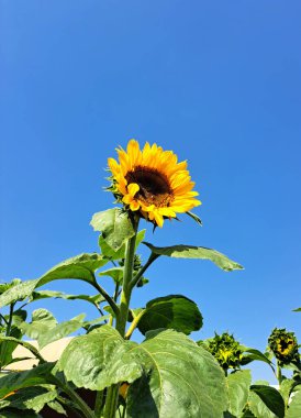 Bees are sunflower hosts, they help pollination, so it helps the bees have a home where they can roost, planting sunflowers is helping one of the most important insects to continue to exist