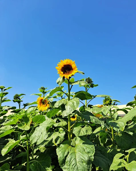 Bees are sunflower hosts, they help pollination, so it helps the bees have a home where they can roost, planting sunflowers is helping one of the most important insects to continue to exist