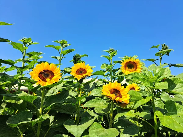 Bees are sunflower hosts, they help pollination, so it helps the bees have a home where they can roost, planting sunflowers is helping one of the most important insects to continue to exist