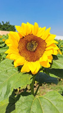 Bees are sunflower hosts, they help pollination, so it helps the bees have a home where they can roost, planting sunflowers is helping one of the most important insects to continue to exist