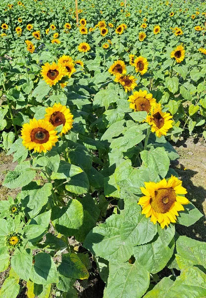 Bees Sunflower Hosts Help Pollination Helps Bees Have Home Can — Zdjęcie stockowe