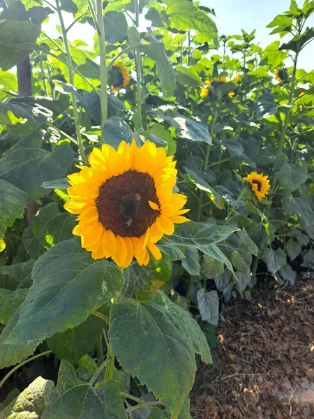Bees Sunflower Hosts Help Pollination Helps Bees Have Home Can — Foto de Stock