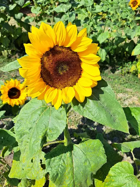 Bees Sunflower Hosts Help Pollination Helps Bees Have Home Can — Foto de Stock
