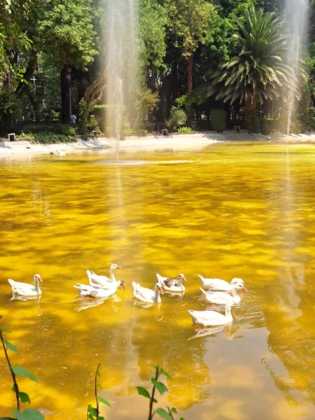 Mexico City, Mexico - 24 Nisan 2023: Condesa mahallesi seçkinleşiyor, yüksek satın alma gücü olan birçok yabancı Meksika başkentinde kalmaya geldi ve şimdi her şey İngilizce.