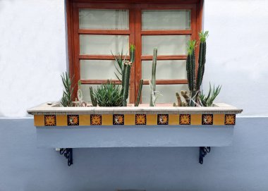 Meksiko sokaklarında dekoratif kaktüs bitkilerinin olduğu mavi bir koloni mimari duvarı.