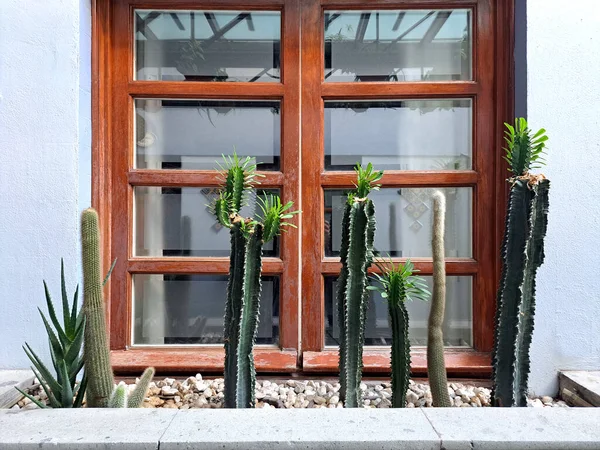 Arquitectura Colonial Ventana Pared Azul Con Plantas Decorativas Cactus Las — Foto de Stock