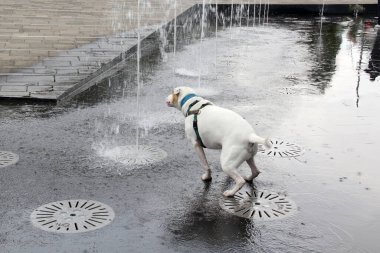 Beyaz Pitbull köpeği sıcak hava dalgası yüzünden sokaktaki çeşmeden su içiyor. Susuzluktan ve sıcak çarpmasından korunmak için su içmesi gerekiyor.