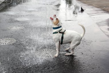 Beyaz Pitbull köpeği sıcak hava dalgası yüzünden sokaktaki çeşmeden su içiyor. Susuzluktan ve sıcak çarpmasından korunmak için su içmesi gerekiyor.