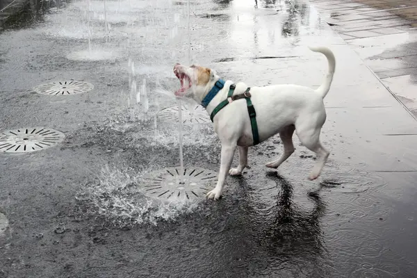 Beyaz Pitbull köpeği sıcak hava dalgası yüzünden sokaktaki çeşmeden su içiyor. Susuzluktan ve sıcak çarpmasından korunmak için su içmesi gerekiyor.