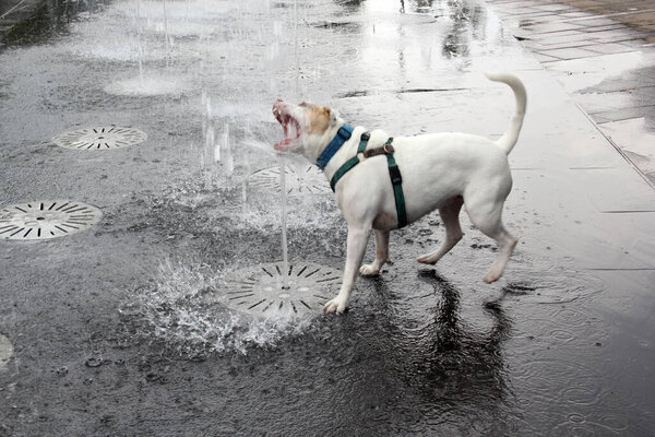 White Pitbull dog drinks water from a fountain on the street due to the heat wave, he needs to drink water to avoid dehydration and heat stroke
