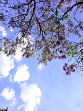 Mexico City 'deki jakaranda çiçekleri ilkbaharda açar ve bunu iklim değişikliğinin doğal döngüleri değiştirmesi nedeniyle yapar.
