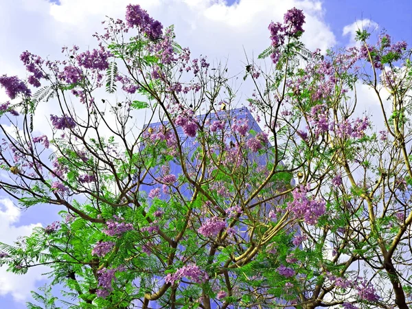 Die Jacaranda Blütenbäume Mexiko Stadt Blühen Frühling Und Winter Aufgrund Stockbild