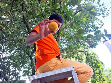 10 yaşındaki esmer tenli Latin çocuk, çınar biçmek için ağaca tırmanıyor, yoksulluk içinde yaşıyor ve çalışıyor.