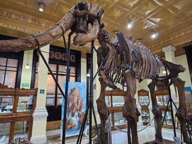 Mexico City, Meksika - 31 Ocak 2024: CDMX 'teki UNAM Jeoloji Müzesi Paleontoloji, Mineraller, Kayalar ve Meteoritlerin koleksiyonları