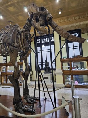 Mexico City, Meksika - 31 Ocak 2024: CDMX 'teki UNAM Jeoloji Müzesi Paleontoloji, Mineraller, Kayalar ve Meteoritlerin koleksiyonları