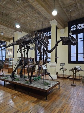 Mexico City, Meksika - 31 Ocak 2024: CDMX 'teki UNAM Jeoloji Müzesi Paleontoloji, Mineraller, Kayalar ve Meteoritlerin koleksiyonları