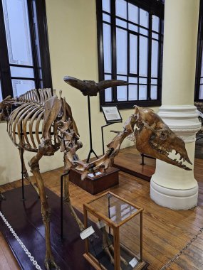 Mexico City, Meksika - 31 Ocak 2024: CDMX 'teki UNAM Jeoloji Müzesi Paleontoloji, Mineraller, Kayalar ve Meteoritlerin koleksiyonları