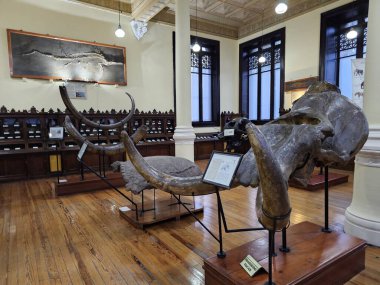 Mexico City, Meksika - 31 Ocak 2024: CDMX 'teki UNAM Jeoloji Müzesi Paleontoloji, Mineraller, Kayalar ve Meteoritlerin koleksiyonları