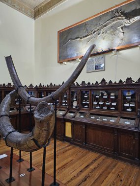 Mexico City, Meksika - 31 Ocak 2024: CDMX 'teki UNAM Jeoloji Müzesi Paleontoloji, Mineraller, Kayalar ve Meteoritlerin koleksiyonları