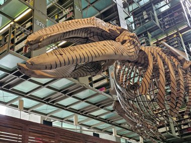 Mexico City, Mexico - 20 Kasım 2024: Meksika başkentinin merkezindeki bir bibliyografi tesisi olan Mexico City 'deki Vasconcelos Kütüphanesinde gri balina iskeleti