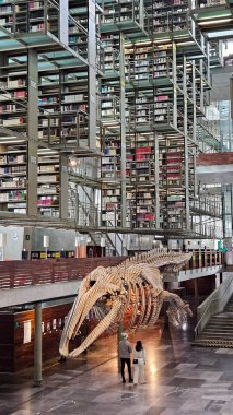 Mexico City, Mexico - Nov 20 2024: Gray whale skeleton in the Vasconcelos Library of Mexico City, a bibliographic facility located in downtown of the Mexican capital clipart