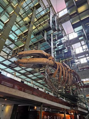 Mexico City, Mexico - Nov 20 2024: Gray whale skeleton in the Vasconcelos Library of Mexico City, a bibliographic facility located in downtown of the Mexican capital clipart