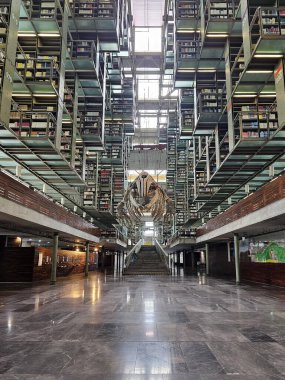 Mexico City, Mexico - Nov 20 2024: Gray whale skeleton in the Vasconcelos Library of Mexico City, a bibliographic facility located in downtown of the Mexican capital clipart