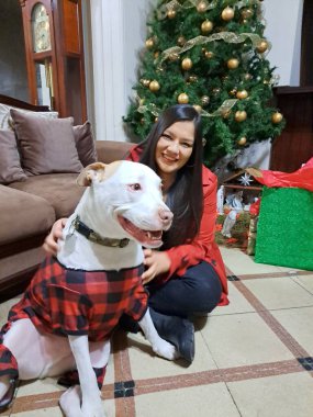 40 yaşında boşanmış bekar bir kadın Noel 'i ve yılbaşını tek yalnızlık arkadaşı olarak duygusal destek köpeğiyle geçiriyor.