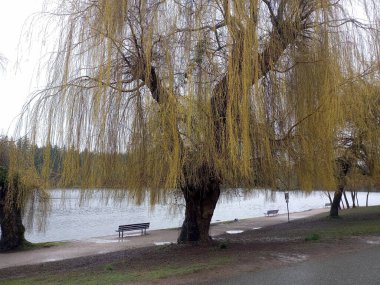 Stanley Park Vancouver 'ın en büyük şehir parkı. Manzaralı su, dağlar, gökyüzü ve ünlü Seawall boyunca uzanan ağaçlar.