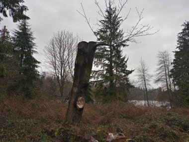 Stanley Park Vancouver 'ın en büyük şehir parkı. Manzaralı su, dağlar, gökyüzü ve ünlü Seawall boyunca uzanan ağaçlar.