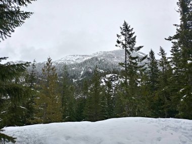 Gezegenin küresel ısınmadan muzdarip olduğu soğuk cephe yüzünden çam ağaçlarıyla kaplı karlı dağ manzarası ve duvar kağıtları.