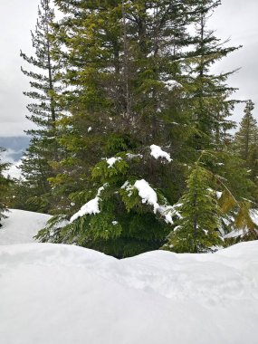 Gezegenin küresel ısınmadan muzdarip olduğu soğuk cephe yüzünden çam ağaçlarıyla kaplı karlı dağ manzarası ve duvar kağıtları.
