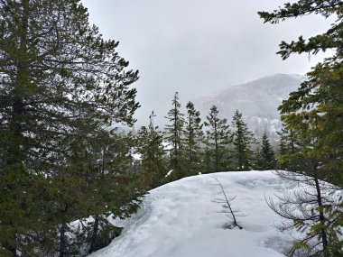 Gezegenin küresel ısınmadan muzdarip olduğu soğuk cephe yüzünden çam ağaçlarıyla kaplı karlı dağ manzarası ve duvar kağıtları.
