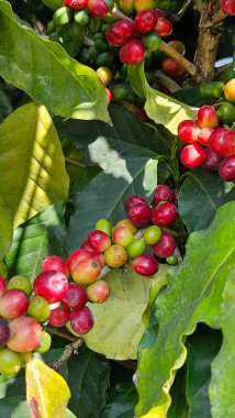 Kiraz veya kahve dutları kahve ağacının çiçek açtıktan sonra ürettiği meyvelerdir. Bu kirazların içinde iki kahve çekirdeği var.