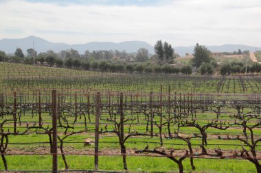Ensenada, Baja California, Meksika - 17 Aralık 2025: Valle de Guadalupe, Ensenada, Baja California, Meksika 'da bulunan şarap yetiştirme bölgesi olan Şarap Yolu' nu kapsayan vadilerden biridir.