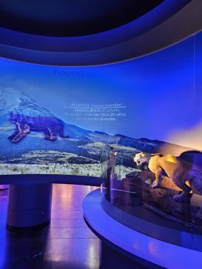 Mexico City, Mexico - 26 Mart 2025: Doldurulmuş hayvan örnekleri, fosiller, kayalar, mineraller, heykeller ve modellerle Doğal Tarih ve Çevre Kültürü Müzesi